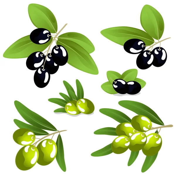 Olives sur fond blanc — Image vectorielle