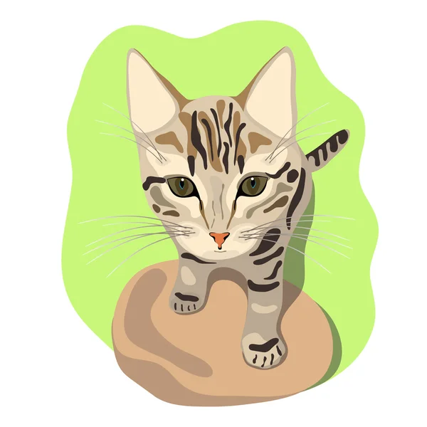 Striped cat, a young, curious — Stock Vector