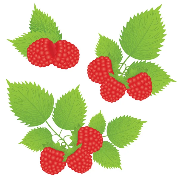 Raspberry and leaves — Stock Vector