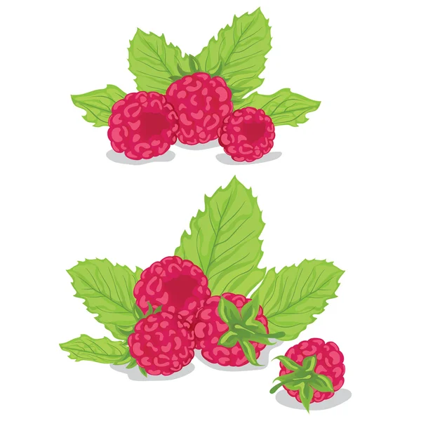 Raspberry dengan daun - Stok Vektor