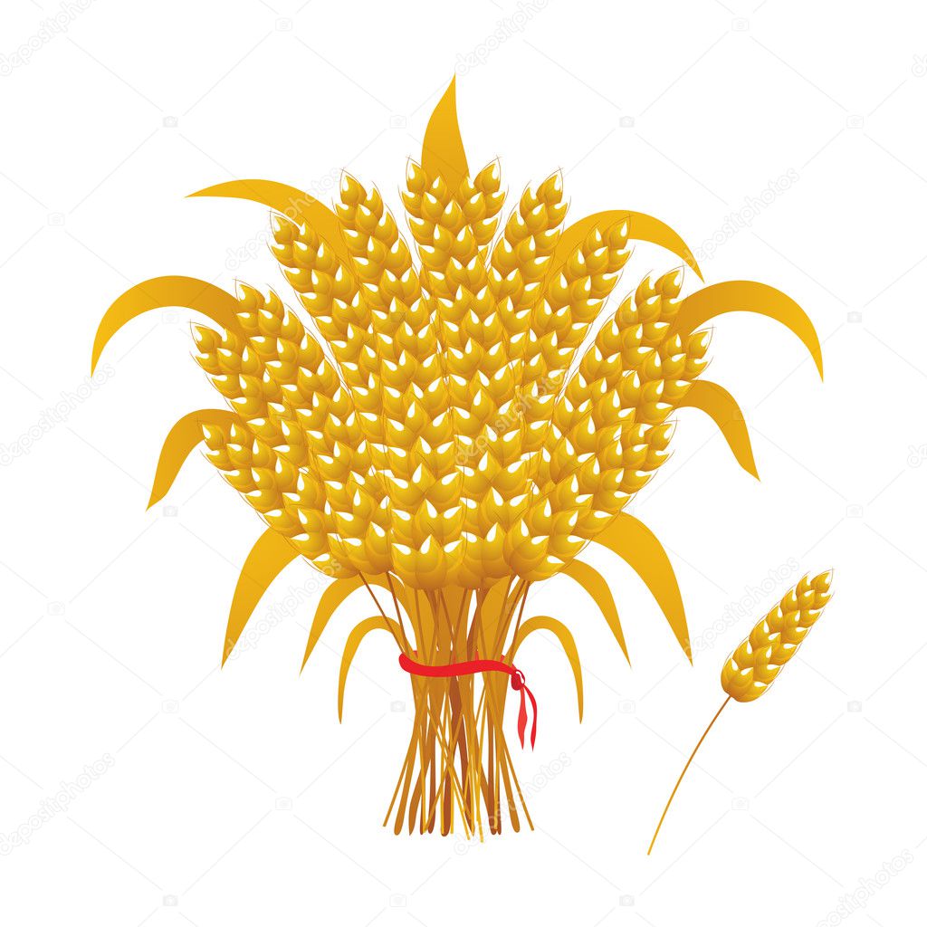 Wheat ears of corn, a sheaf of wheat