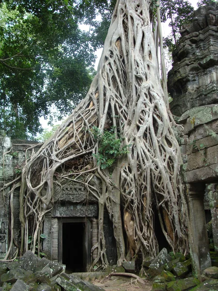 stock image Angkor wat tree