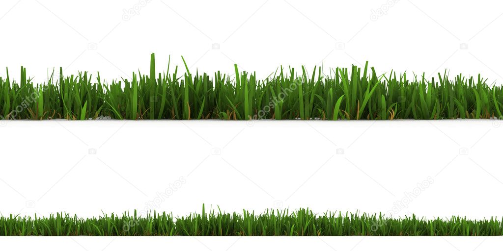 Grass isolated on the white background