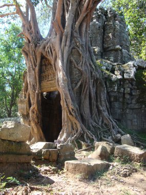 Angkor wat ağaç