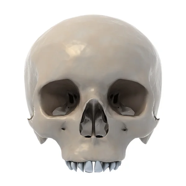Mänsklig skalle på vit bakgrund — Stockfoto