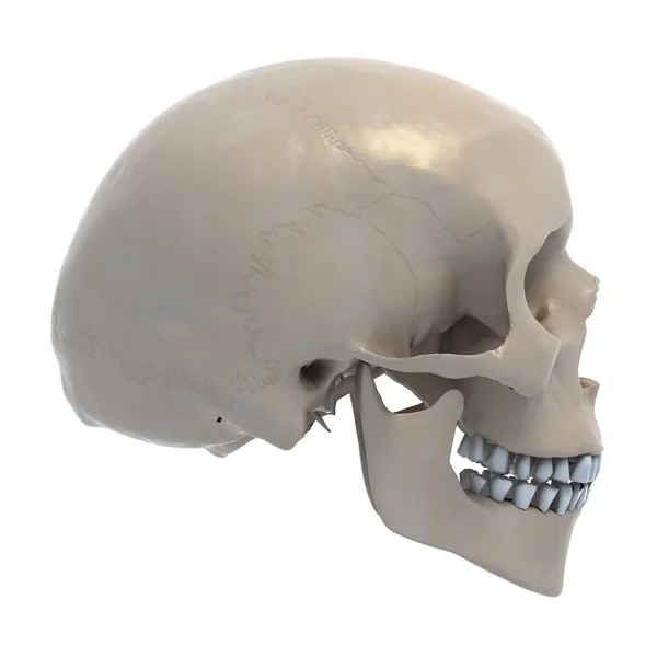 Mänsklig skalle på vit bakgrund — Stockfoto