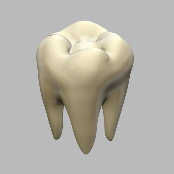 Зуб ізольовані — стокове фото