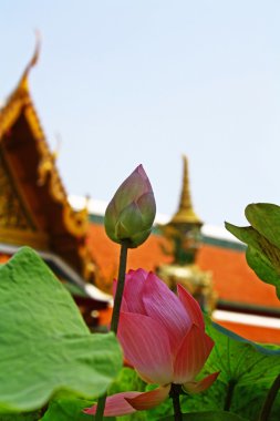 wat phra kaew, Lotus