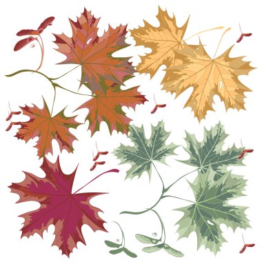 Maple colored leaves clipart