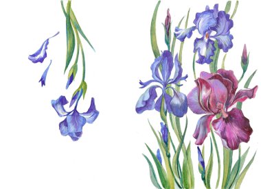 Irises on a white background clipart