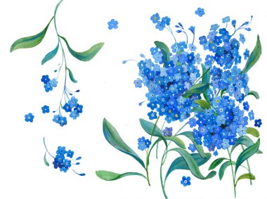 Blue forget-me-not clipart