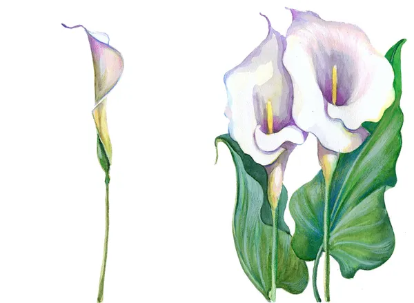 Białe lilie calla na białym tle — Zdjęcie stockowe