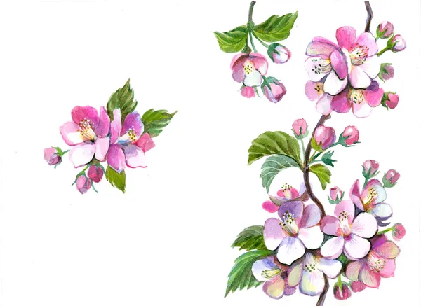 白い背景の上のリンゴの枝の開花 — ストック写真