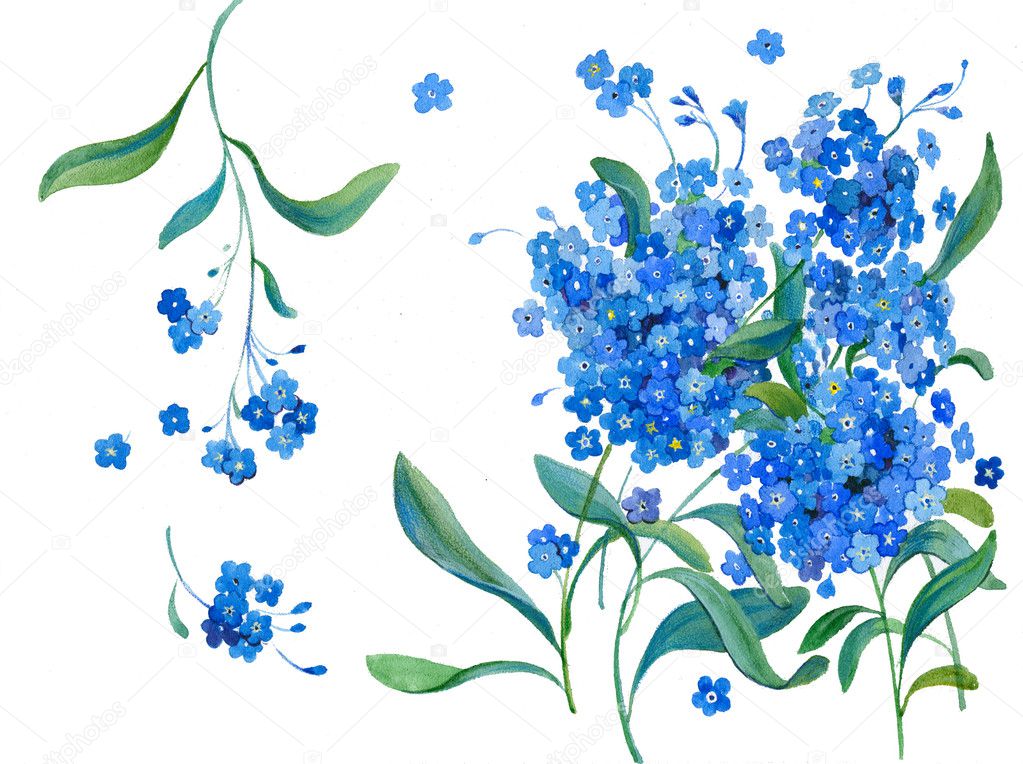 Blue forget-me-not