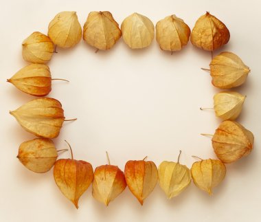 physalis çerçeve