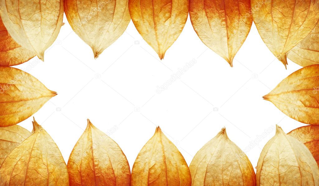 Frame of Physalis