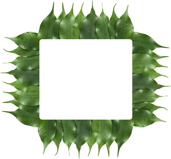 Ficus leaf frame — Stock Photo, Image