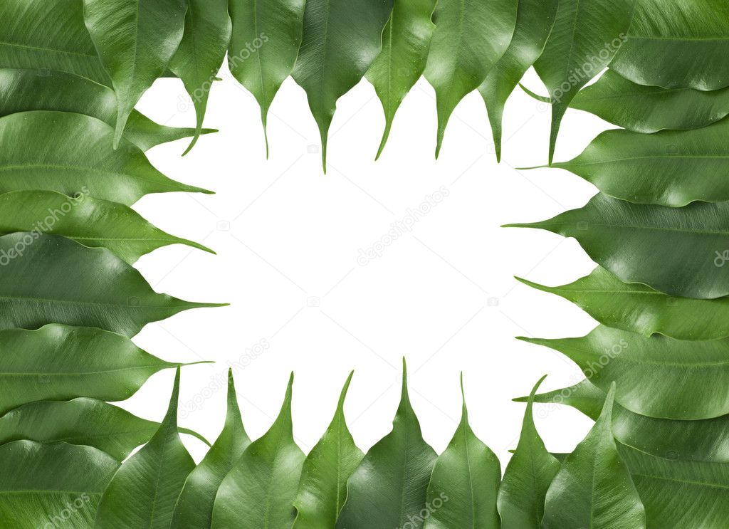 Ficus leaf frame