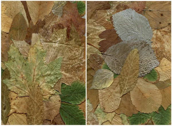 stock image Two backgrounds of dry leaf