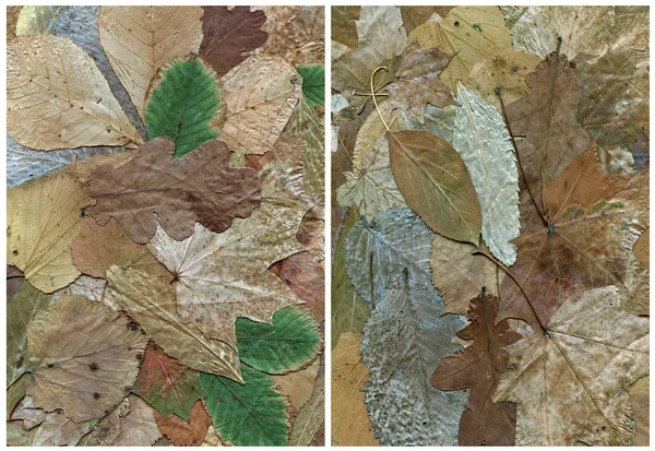 건조 잎의 두 가지 배경 — 스톡 사진