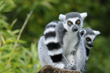 Two ring-tailed lemur clipart