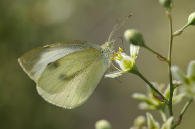 Butterfly Large White clipart