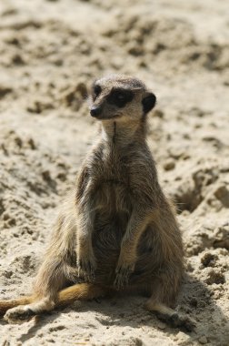 oturma meerkat