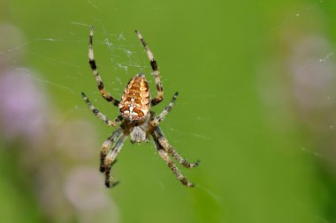 Bahçe örümcek web üzerinde