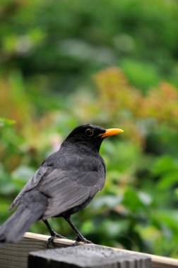 Common European Blackbird clipart