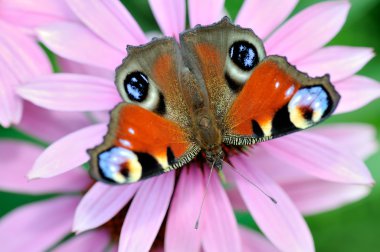 Peacock Butterfly clipart