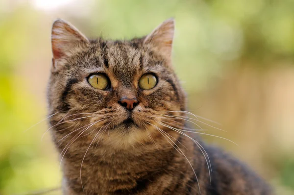 stock image Cat Portrait