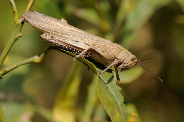 stock image Egyptian grasshopper