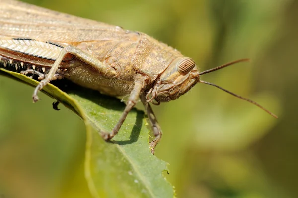 stock image Egyptian grasshopper