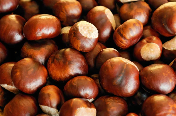 stock image Horse chestnuts