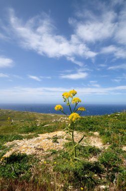 panoramik gelen ta gordon deniz feneri görmek