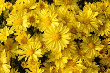 sarı kasımpatı çiçekleri