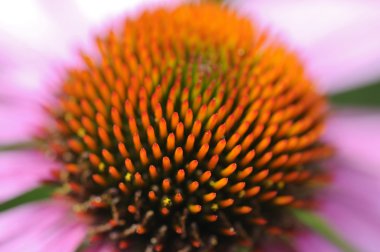 Close Detail of echinacea flower clipart