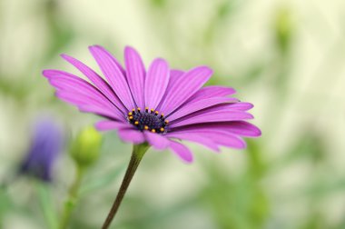 Mor osteospermum papatya Close-Up