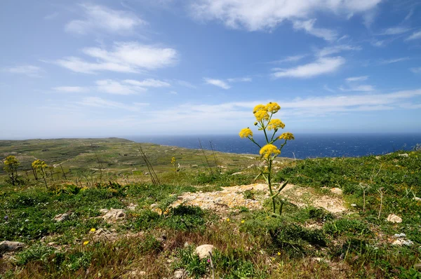 Vista panoramica dal Faro di Ta Gordon — Foto Stock