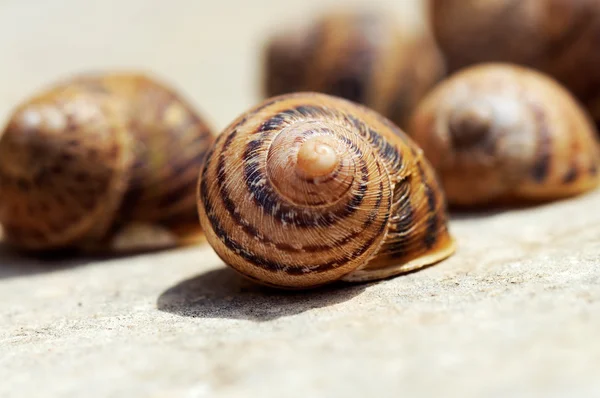 stock image Snail houses