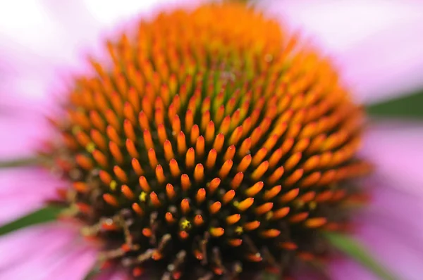 stock image Close Detail of echinacea flower