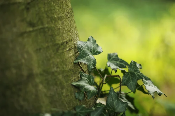 stock image Ivy covered tree trunk