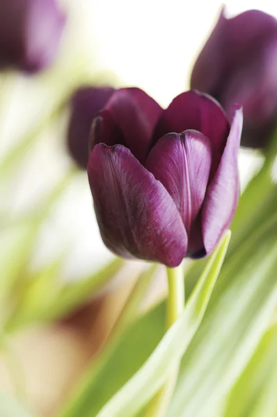 Mörk lila tulpaner — Stockfoto