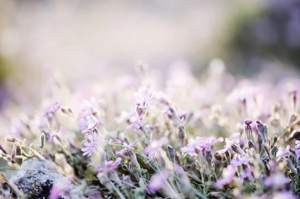 令人惊叹日出的野生花卉的字段 — 图库照片