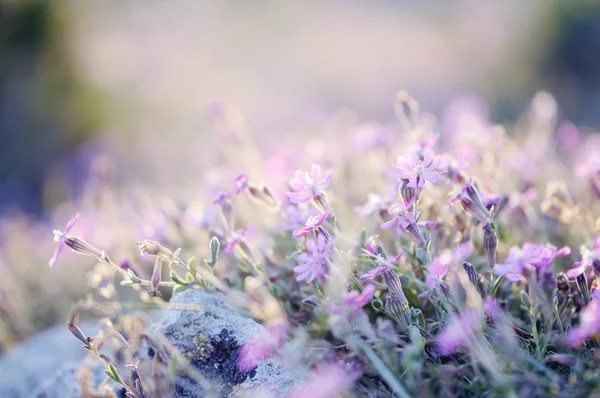 Nascer do sol incrível sobre um campo de flores silvestres — Fotografia de Stock