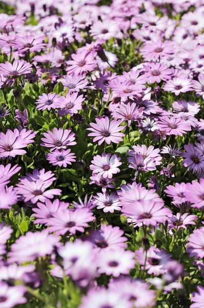 紫 osteospermum デイジー草原 — ストック写真