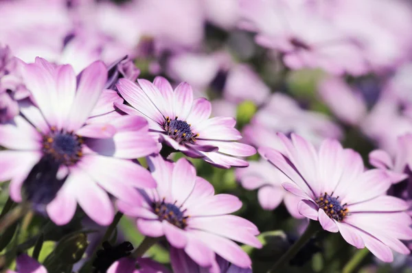 紫 osteospermum デイジー草原 — ストック写真
