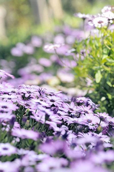 紫色 osteospermum 雏菊草甸 — 图库照片