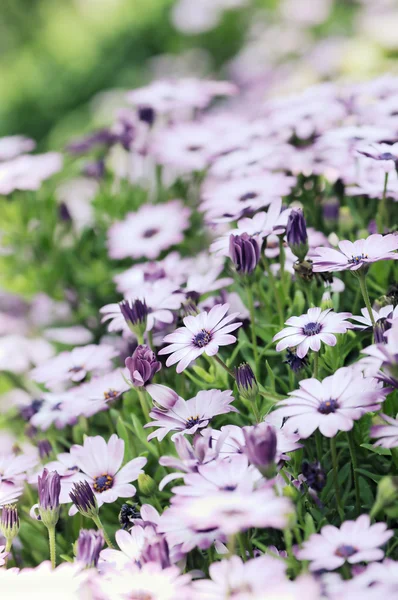 Violette Osteospermum-Gänseblümchenwiese — Stockfoto