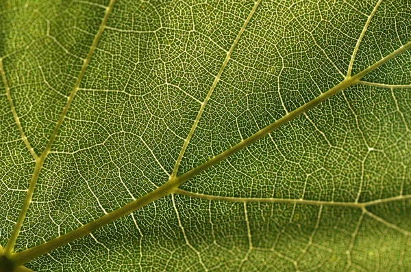 Grape leaf texture — Stock Photo, Image